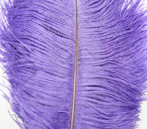 Decorative Ostrich Feathers (41-49cm) - Lilac - Set of 5, Decorative Ostrich Feathers (41-49cm) – Lilac – Set of 5