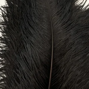 Decorative Ostrich Feathers (41-49cm) - Black - Set of 5
