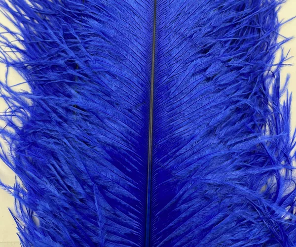Decorative Ostrich Feathers (41-49cm) - Royal Blue - Set of 5, Decorative Ostrich Feathers (41-49cm) – Royal Blue – Set of 5