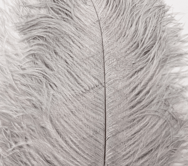 Decorative Ostrich Feathers (41-49cm) - Grey - 5 Feathers